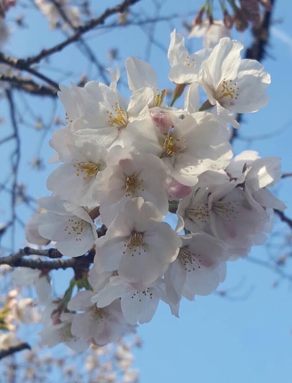 Ebisu Hiro Acupuncture and Osteopathic Clinic 4