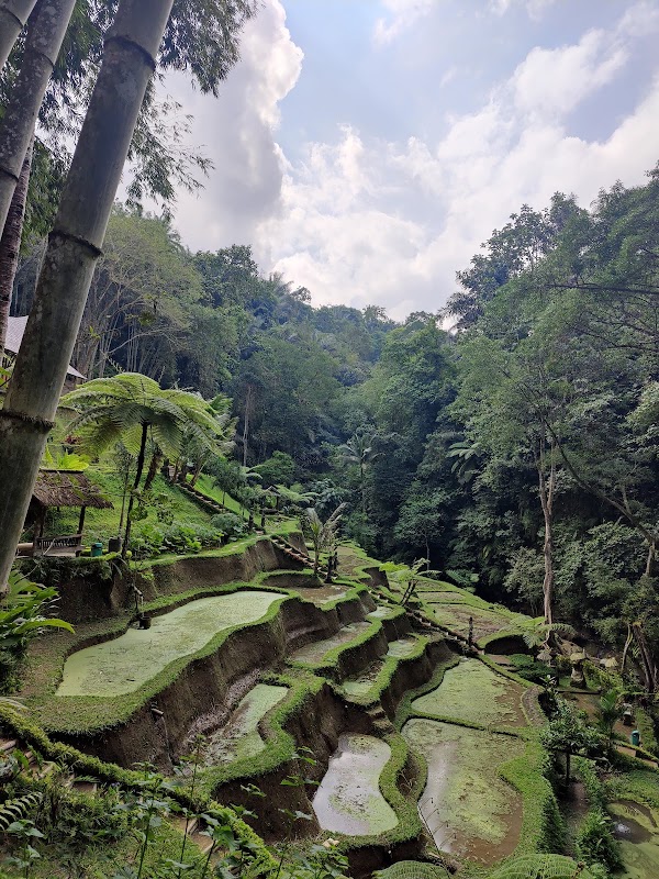 Taro Village Experience ( Evening Fireflies Tour, Balinese Cooking Class, Coconut Oil Class, Offering & Purification ) 4