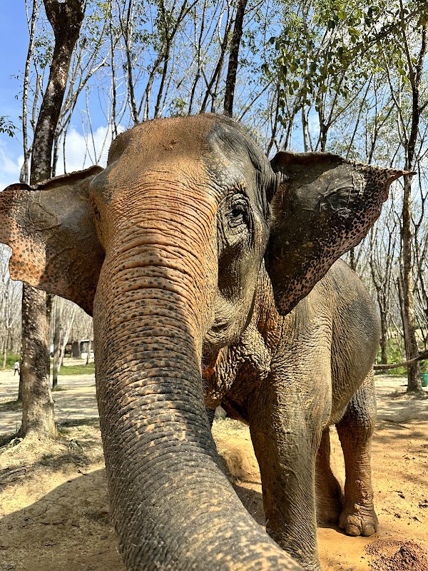 Khaolak Elephant Sanctuary