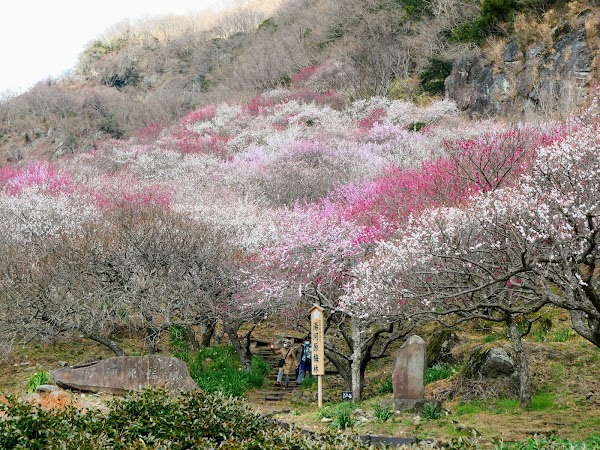Yugawara Plum Grove