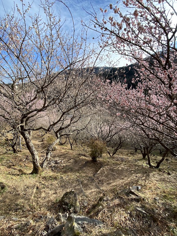 Yugawara Plum Grove 5