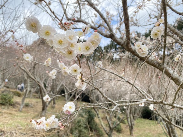 Yugawara Plum Grove 4