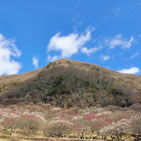 Yugawara Plum Grove 3