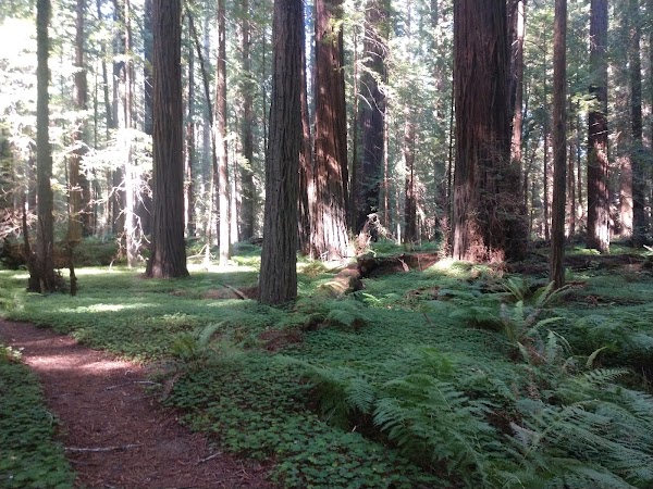 Avenue of the Giants 1