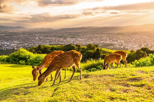 Mount Wakakusa 4