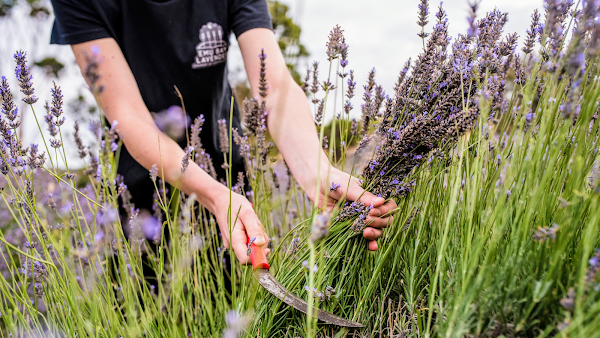 Emu Bay Lavender Farm 1
