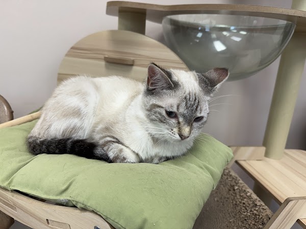 PURR CAT CAFE