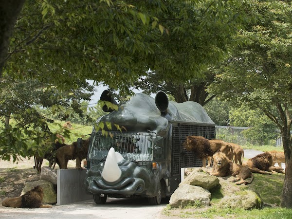 Kyushu Wildlife Park African Safari