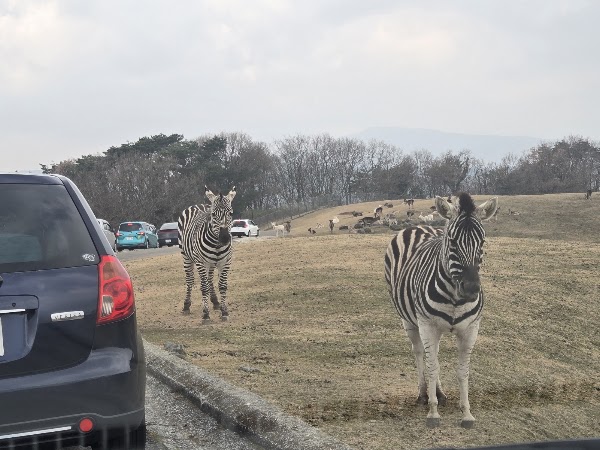 Kyushu Wildlife Park African Safari 5