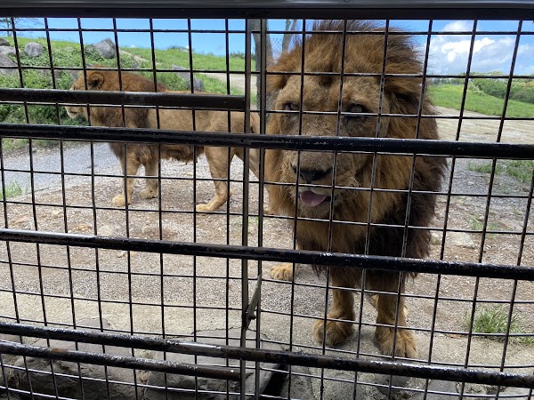 Kyushu Wildlife Park African Safari 4