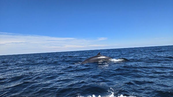 Pleasant Bay Whale Watching 1