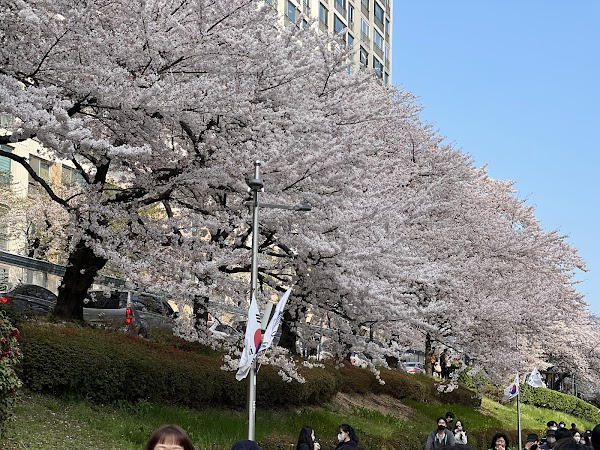 Oncheoncheon Stream 4