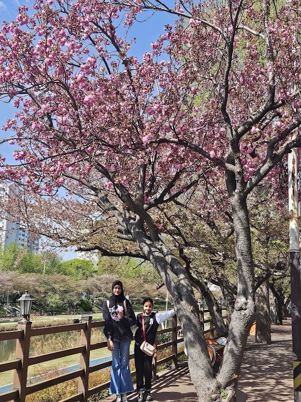 Oncheoncheon Stream 2