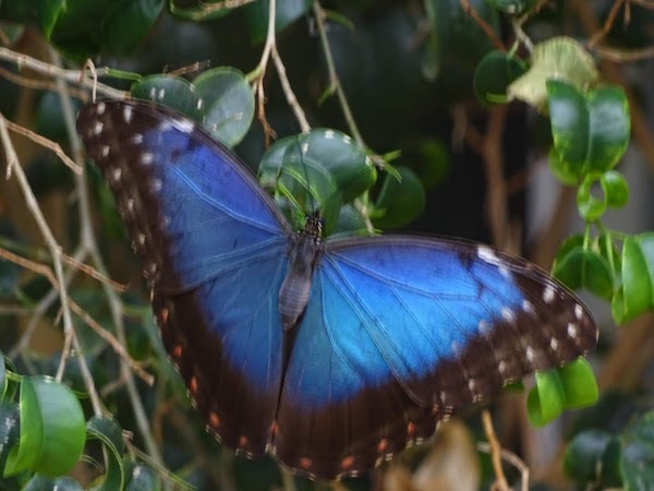 Vlindorado 5