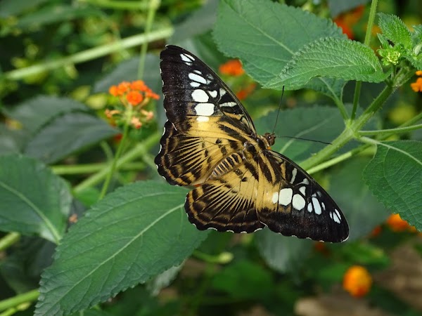 Vlindorado 4