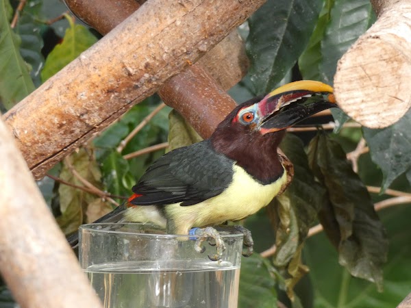 Vlindorado 3
