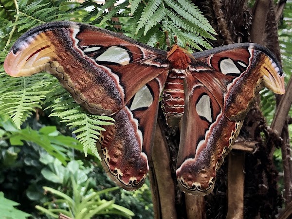 Vlindorado 2