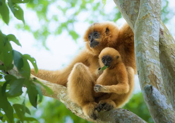 Next Continent: Wildlife, Photography and Natural History Tours 1