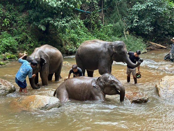 Chiang Mai Elephant Sanctuary 1