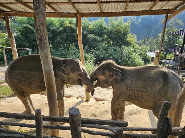 Chiang Mai Elephant Sanctuary 5