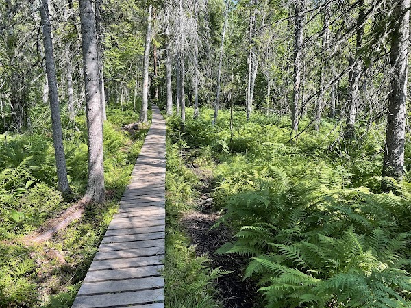Skuleskogen National Park 4