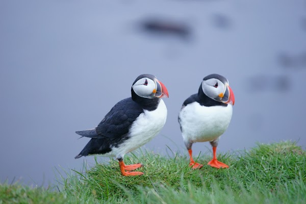 Puffin Cliffs 1
