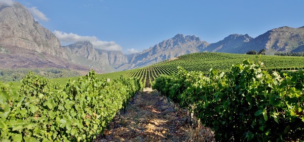 Oldenburg Vineyards
