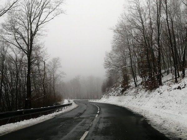 Forêt des Ardennes