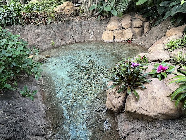 Discovery Cove 3