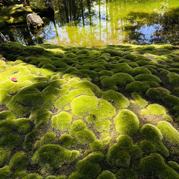 Saiho-ji (Koke-dera) 3