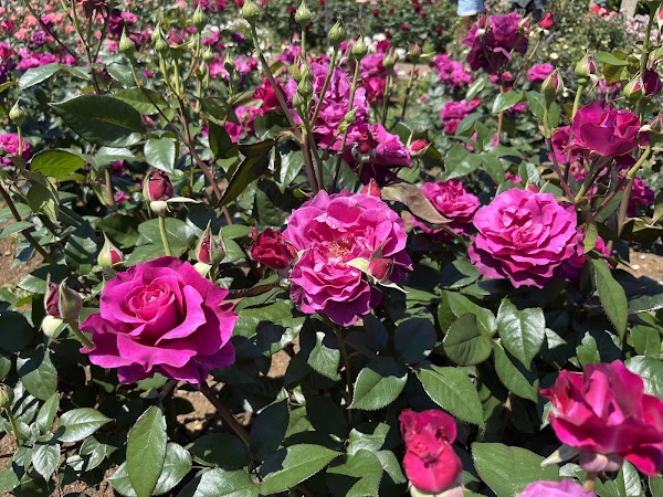 Jindai Botanical Gardens 2