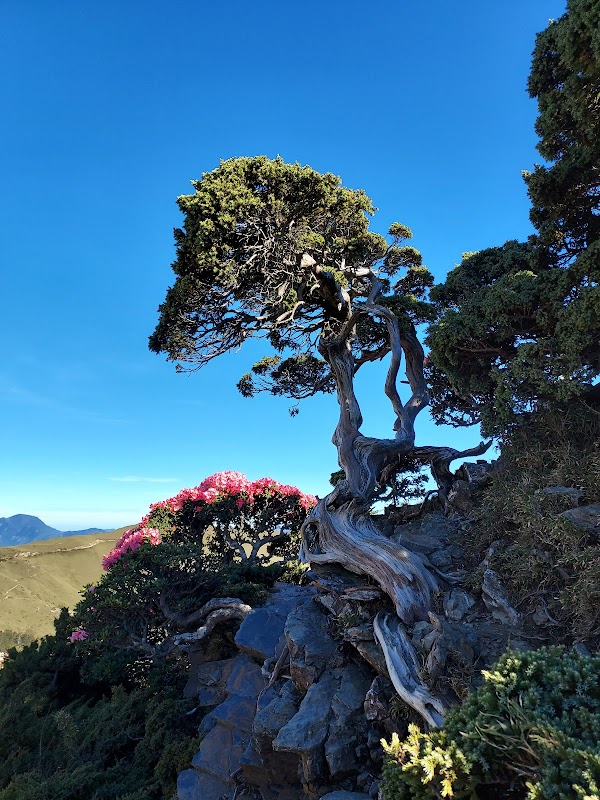 合歡山東峰 3