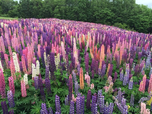 Hokusei-no-oka Observatory Park