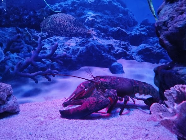 Aquaria KLCC 5