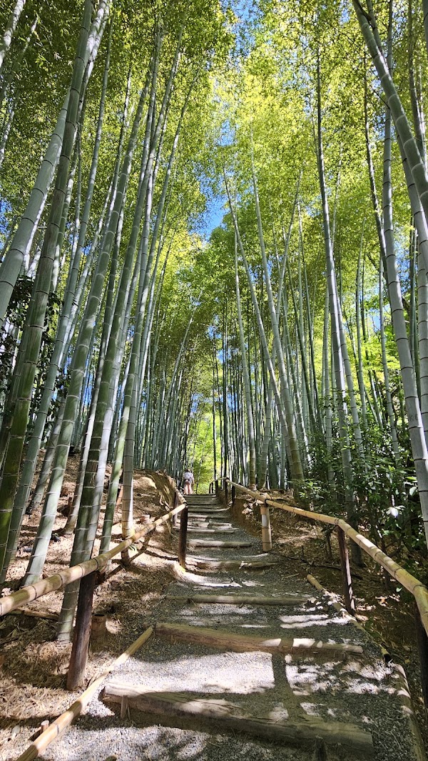 Kōdai-ji Temple Bamboo Forest 1