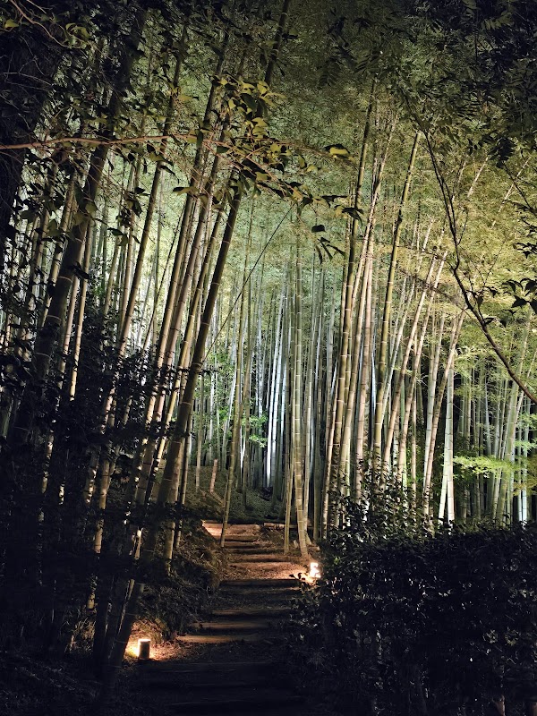 Kōdai-ji Temple Bamboo Forest 4