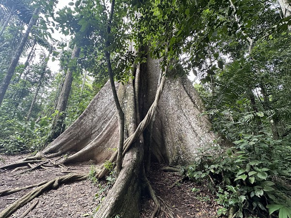 Reserva Nacional Tambopata 5