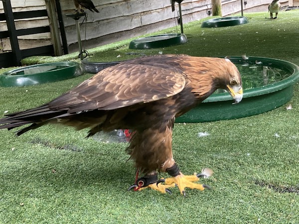 Loch Lomond Bird of Prey Centre