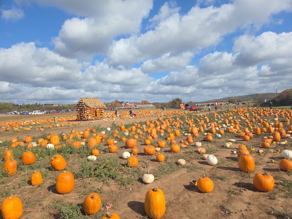 Riverbreeze Farm & Cornmaze! 5