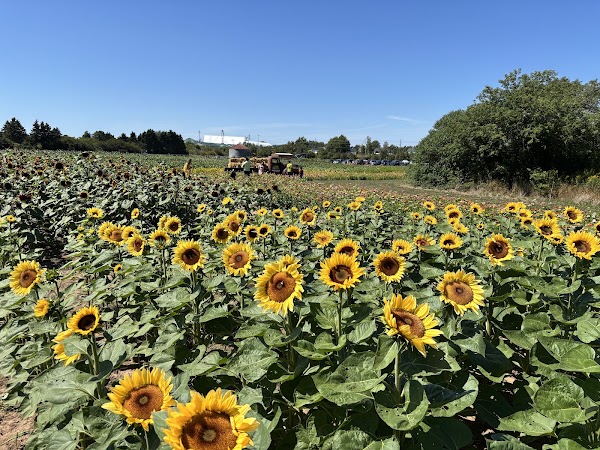 Riverbreeze Farm & Cornmaze! 4