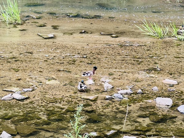 Bulgwangcheon Stream 4