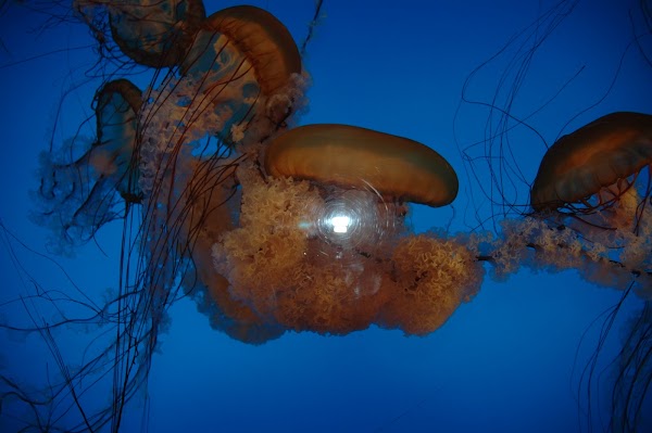 Nanjing Underwater World