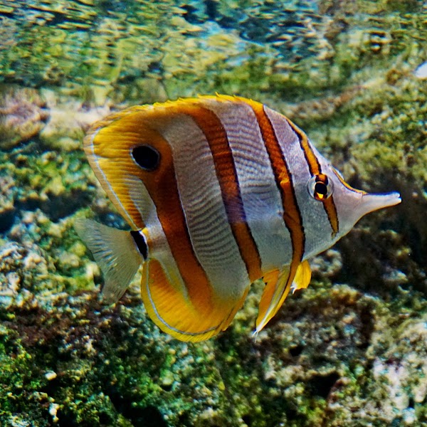 Institute of Marine Science