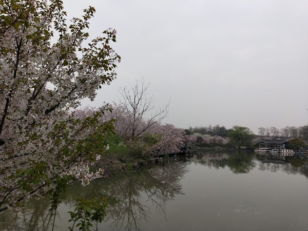 Shanghai Botanical Garden Pinetum 1