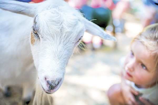 Green Meadows Petting Farm 1