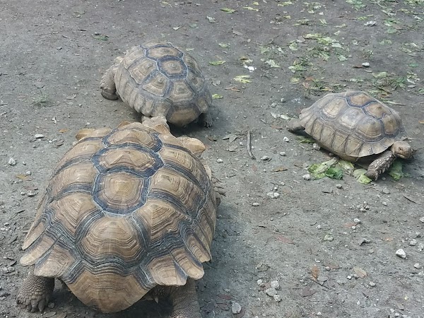 Green Meadows Petting Farm 5