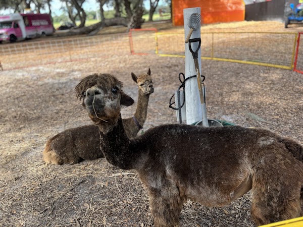 Green Meadows Petting Farm 3
