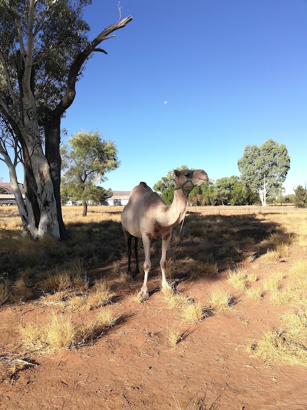 Alice Springs 3