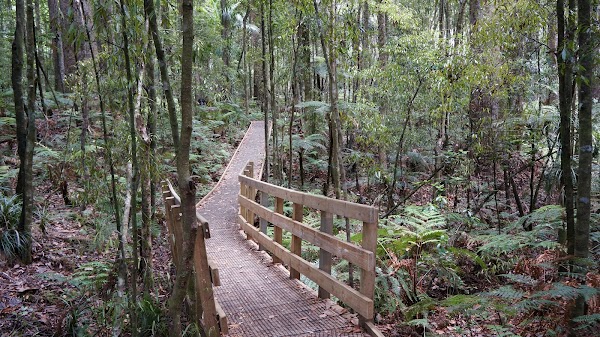Waipoua Kauri Forest 5