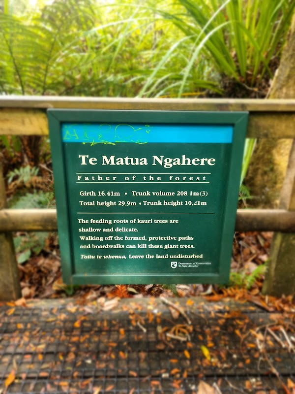Waipoua Kauri Forest 4